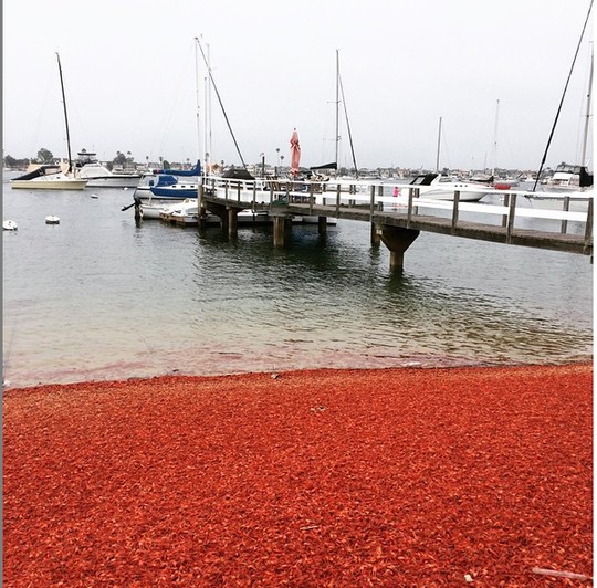 Picture 1 of Thousands of crabs dyed red American beaches