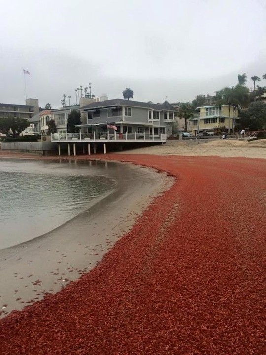 Picture 3 of Thousands of crabs dyed red American beaches