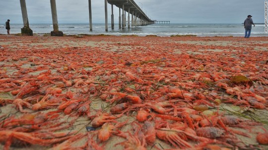 Picture 4 of Thousands of crabs dyed red American beaches