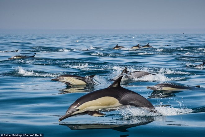 Picture 1 of Thousands of dolphins appear along the coast of South Africa