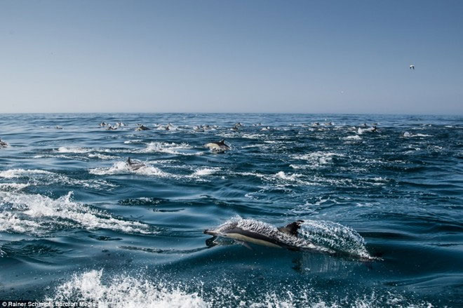 Picture 2 of Thousands of dolphins appear along the coast of South Africa