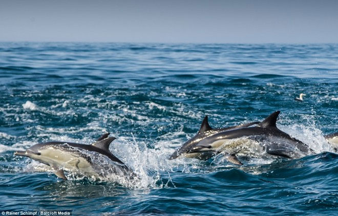 Picture 3 of Thousands of dolphins appear along the coast of South Africa