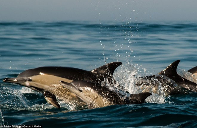 Picture 4 of Thousands of dolphins appear along the coast of South Africa