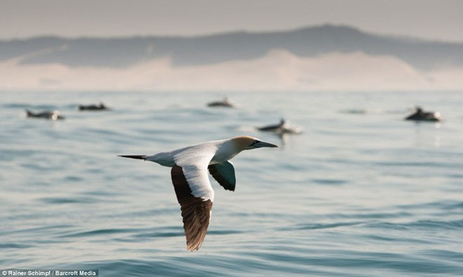 Picture 5 of Thousands of dolphins appear along the coast of South Africa