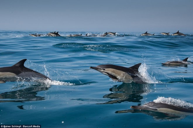 Picture 6 of Thousands of dolphins appear along the coast of South Africa