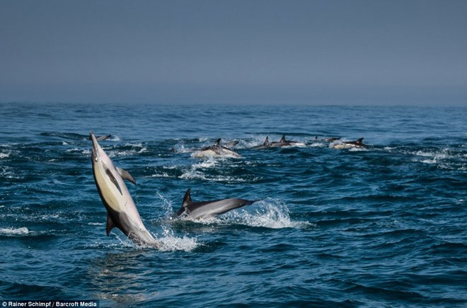 Picture 7 of Thousands of dolphins appear along the coast of South Africa