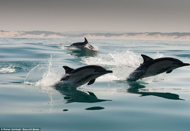 Picture 8 of Thousands of dolphins appear along the coast of South Africa