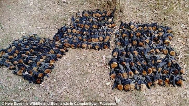 Picture 1 of Thousands of foxes have been