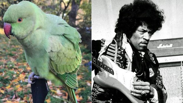 Picture 3 of Thousands of green parrots naturally make landfall in the UK