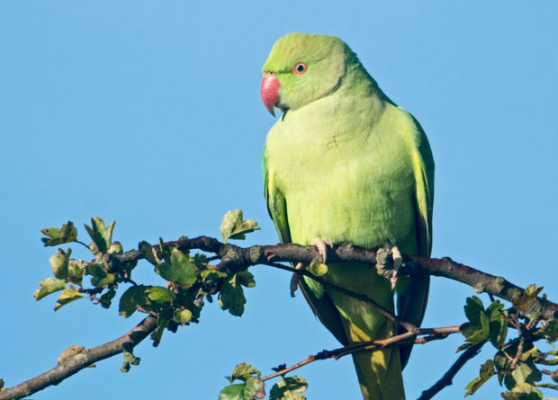 Picture 4 of Thousands of green parrots naturally make landfall in the UK