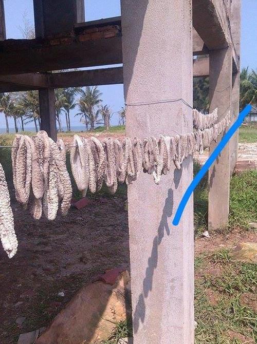 Picture 2 of Thousands of sea cucumbers washed ashore, what risk?