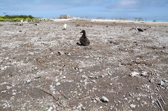 Picture 4 of Thousands of seabirds died from the tsunami in the United States