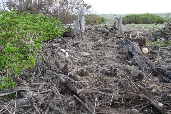 Picture 5 of Thousands of seabirds died from the tsunami in the United States