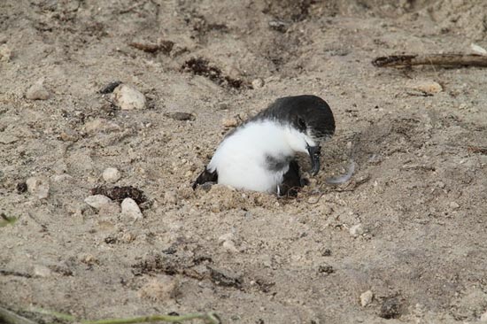 Picture 6 of Thousands of seabirds died from the tsunami in the United States