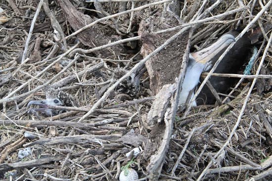 Picture 7 of Thousands of seabirds died from the tsunami in the United States