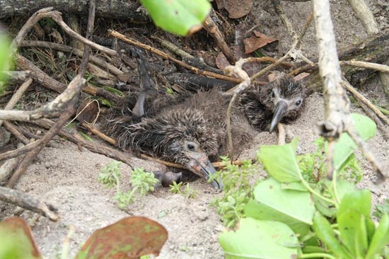 Picture 8 of Thousands of seabirds died from the tsunami in the United States
