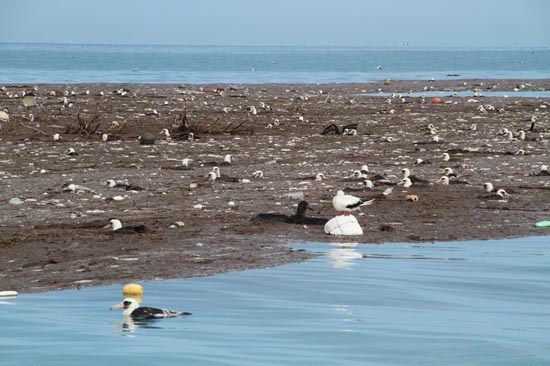 Picture 9 of Thousands of seabirds died from the tsunami in the United States