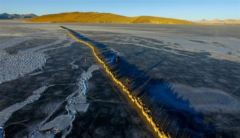 Picture 10 of Thousands of sheep migrate across the world's highest lake