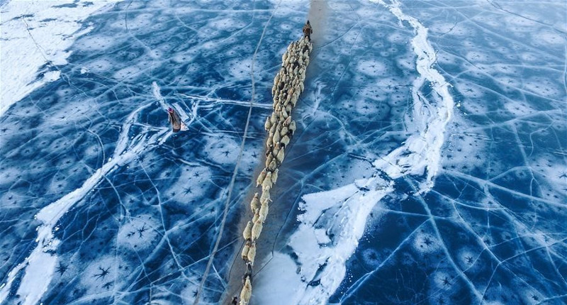 Picture 12 of Thousands of sheep migrate across the world's highest lake