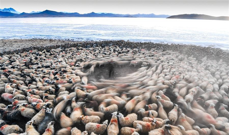 Picture 13 of Thousands of sheep migrate across the world's highest lake