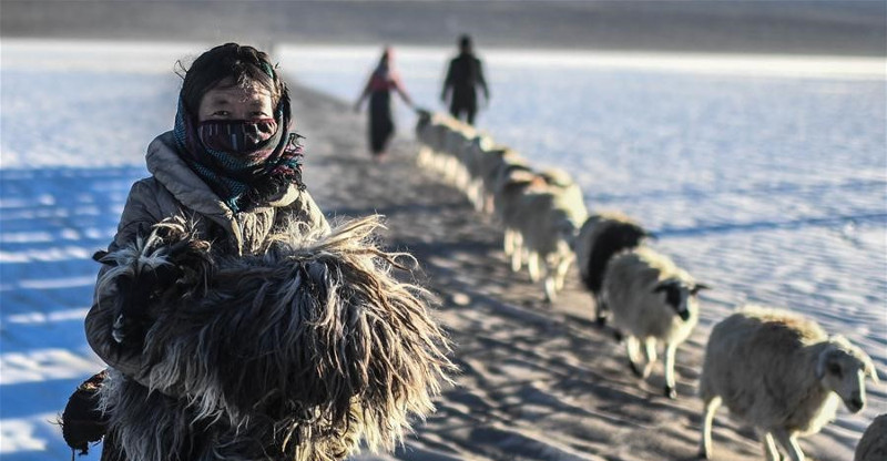 Picture 2 of Thousands of sheep migrate across the world's highest lake