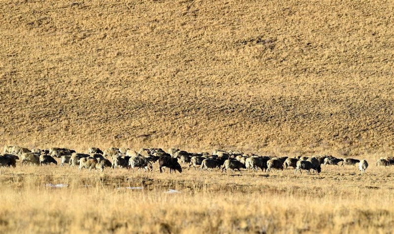 Picture 3 of Thousands of sheep migrate across the world's highest lake