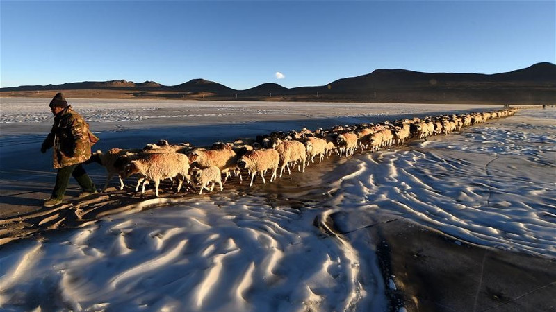 Picture 4 of Thousands of sheep migrate across the world's highest lake