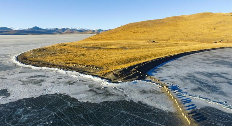 Picture 5 of Thousands of sheep migrate across the world's highest lake