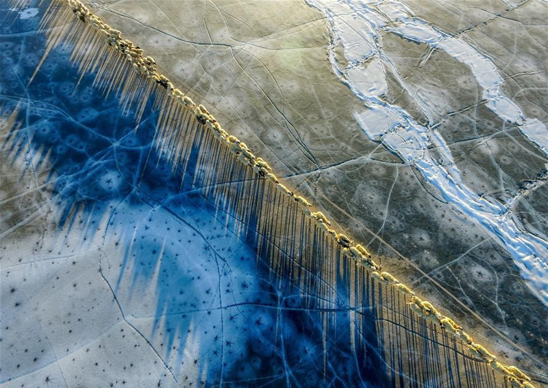 Picture 7 of Thousands of sheep migrate across the world's highest lake