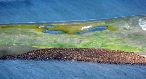 Picture 1 of Thousands of walruses flock to the northwestern coast of Alaska