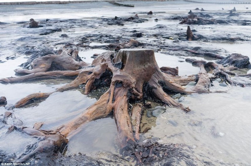 Picture 2 of Thousands of years old oak forest revealed after the storm