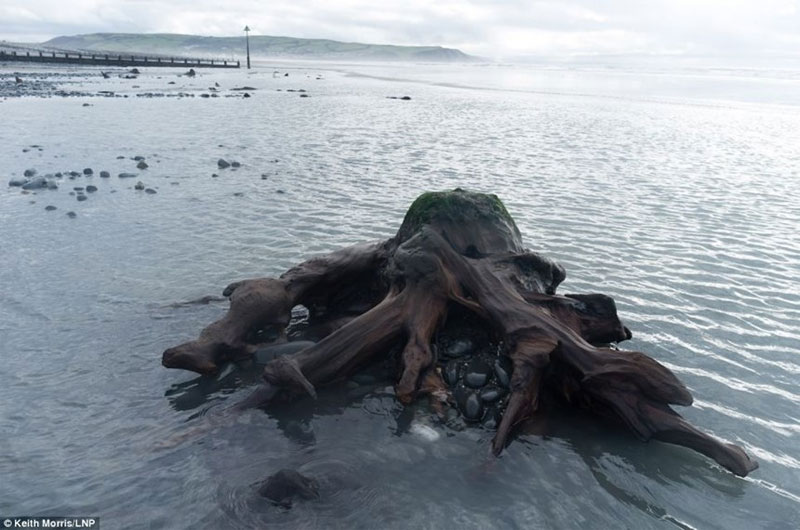 Picture 8 of Thousands of years old oak forest revealed after the storm