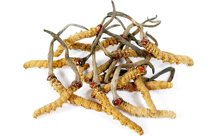 Picture 3 of Thousand-year-old herb extends life