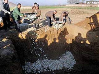 Picture 1 of Three Chinese provinces have bright red duck eggs