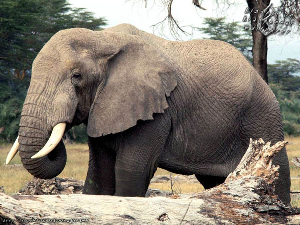 Picture 1 of Three rare elephants were killed in Indonesia