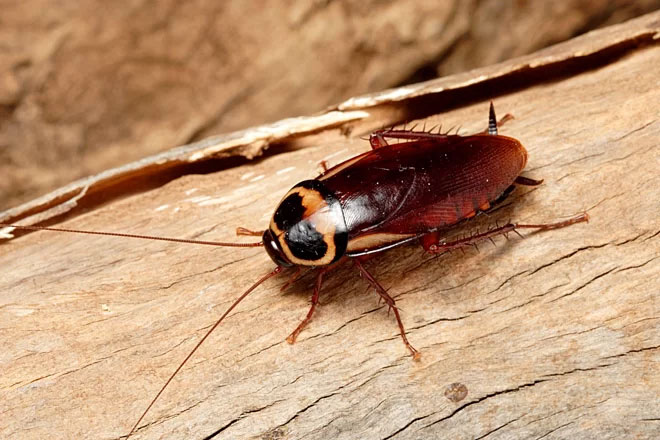 Picture 2 of Three species of insects contribute greatly to medicine