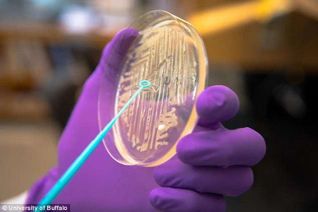 Picture 2 of Three types of antibiotics defeat the most dangerous drug resistance gene of the virus