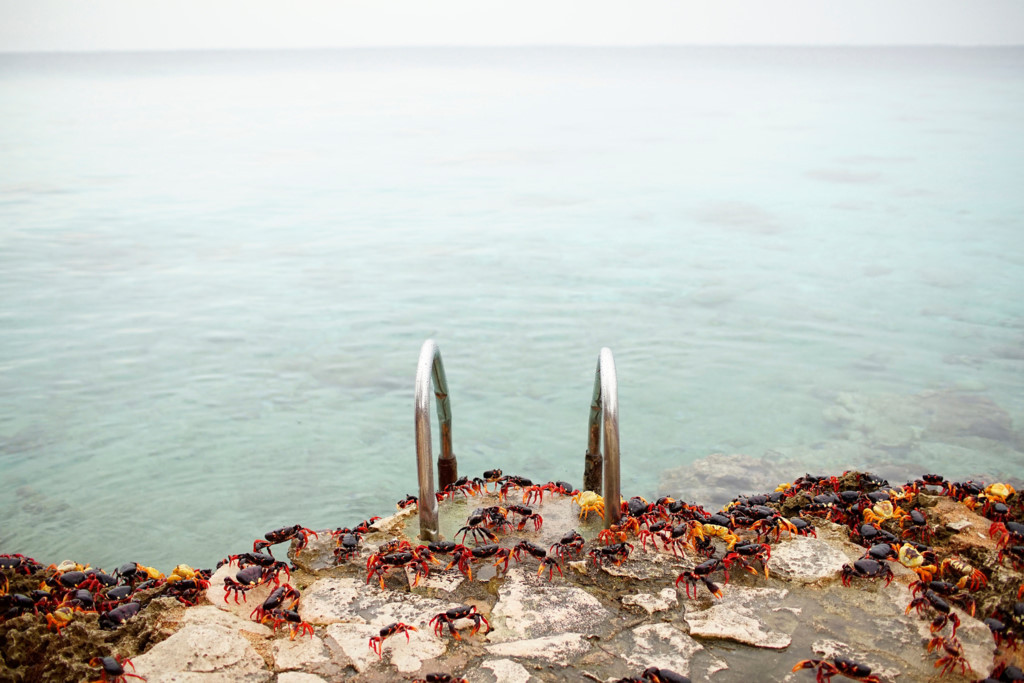Picture 10 of Three-colored crabs invaded the Pig Bay in Cuba