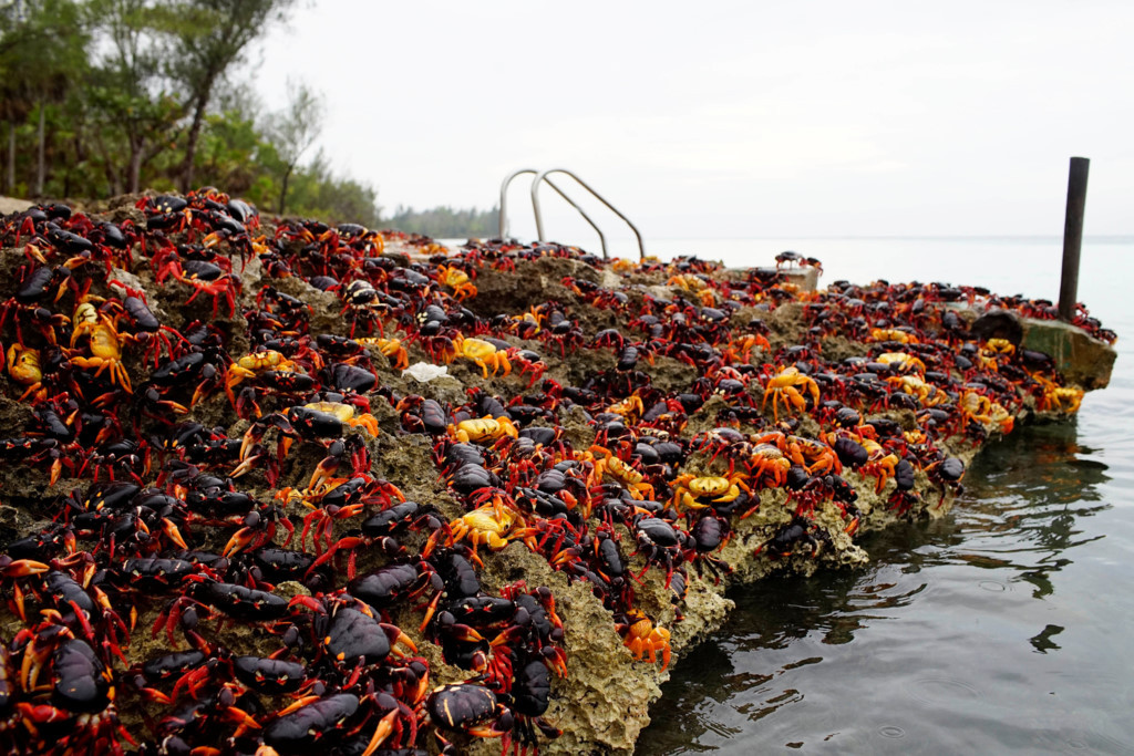 Picture 11 of Three-colored crabs invaded the Pig Bay in Cuba