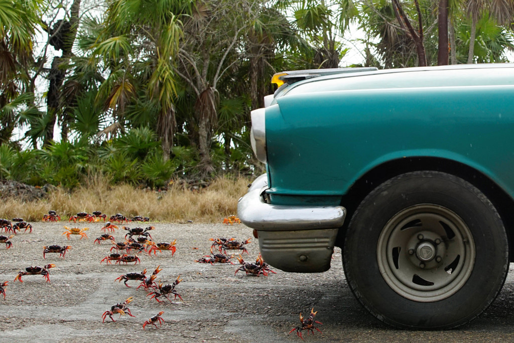 Picture 8 of Three-colored crabs invaded the Pig Bay in Cuba