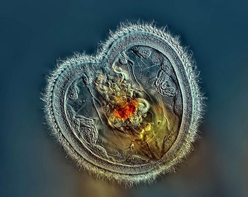 Picture 1 of Through the microscope 2014,