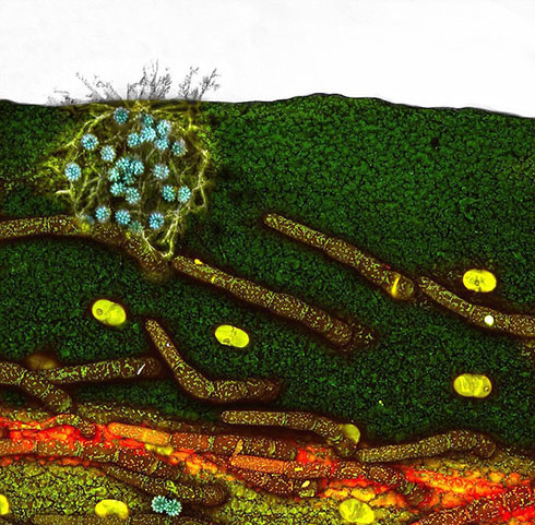Picture 4 of Through the microscope 2014,