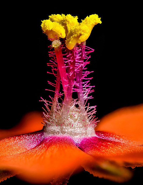 Picture 8 of Through the microscope 2014,