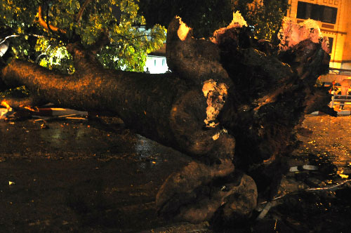 Picture 3 of Thunderstorms in Hanoi throw down many trees, one person dies