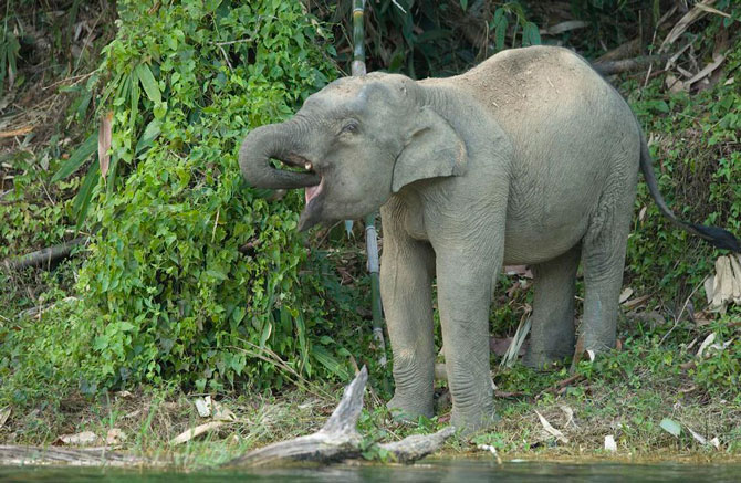 Picture 5 of ThungYai Wildlife Sanctuary - Huai Kha Khaeng