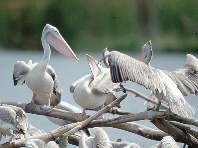 Picture 6 of ThungYai Wildlife Sanctuary - Huai Kha Khaeng