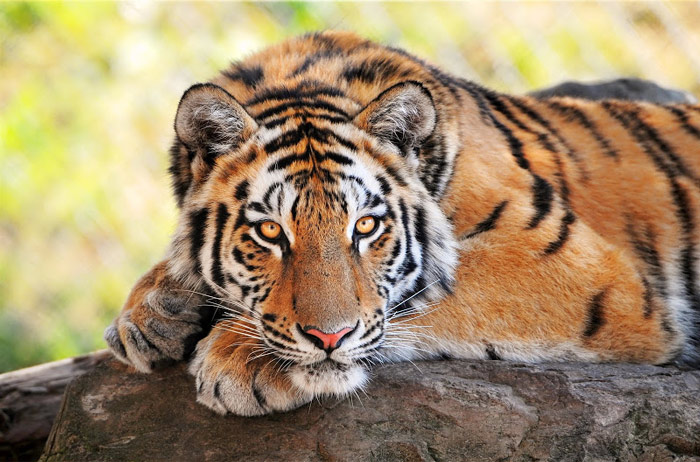 Picture 7 of ThungYai Wildlife Sanctuary - Huai Kha Khaeng