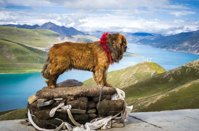 Picture 1 of Tibetan mastiffs mate with mountain wolves to survive in high mountains