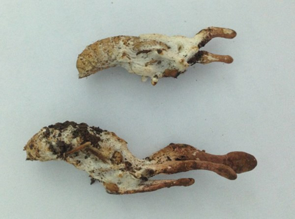 Picture 1 of Ticks: Specialty or poison?