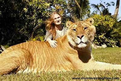 Picture 4 of Tiger - lion: 'Hero of the moment'